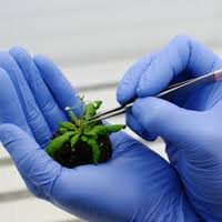 Application of Genetic Engineering in Biotechnology
